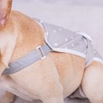 French-Bulldog-Shorts-Diaper-Pants-Fashionable-and-Functional-www.frenchie.shop-2.jpg