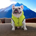 www.frenchie.shop-Premium-Frenchie-Winter-Jacket-Comfortable-Vest-with-D-Ring-for-Safe-Traction.jpg